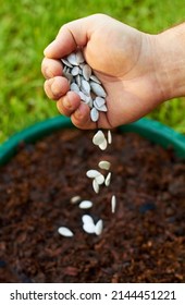 Potting Plants. Shot Of A Hand Dropping Seeds Into Potted Soil.