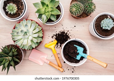 Potting Up Succulent Plants. Home Gardener Transplanting Plant In Ceramic Pots On The Wooden Table. Concept Of Home Garden. Spring Time. 