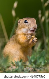 Pouched Marmot (Spermophilus Citellus)