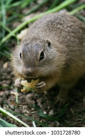 Pouched marmot/european souslik, suslik is eating peace of corn, close up cute view, cute beautiful animal, Slovakia
