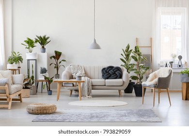 Pouf and gray armchair in spacious living room interior with plants and sofa near wooden table - Shutterstock ID 793829059