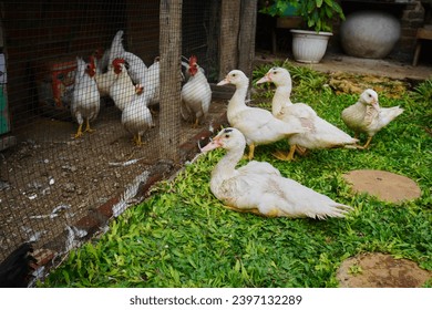 Poultry animals, muscovy ducks, ducks and chickens                               