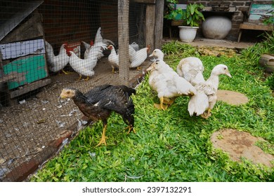 Poultry animals, muscovy ducks, ducks and chickens                               