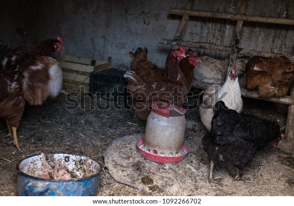 Poultry Chicken Coop House Domestic Free Stock Photo Edit Now