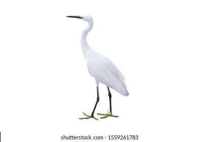 57,009 Great egret Images, Stock Photos & Vectors | Shutterstock