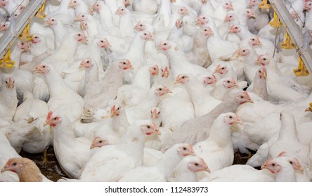 Poultry Farm