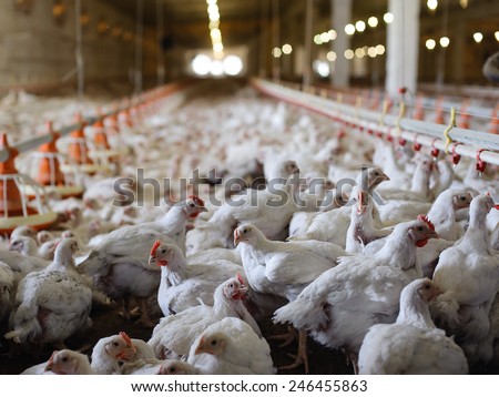 Poultry farm (aviary) full of white laying hen
