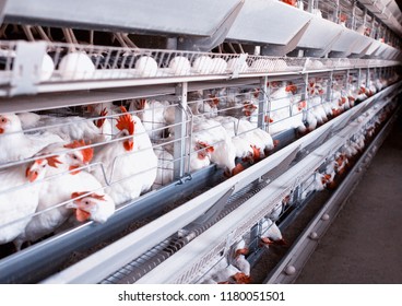 Poultry Farm For Breeding Chickens, Chicken Eggs Go Through The Transporter, Chickens And Eggs, Industry, Farming