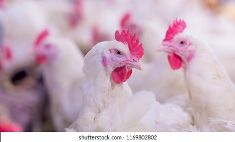 Poultry Farm With Broiler Breeder Chicken. Husbandry, Housing Business For The Purpose Of Farming Meat, White Chicken Farm Feed In Indoor Housing. Live Chicken For Meat, Egg Production Inside Storage