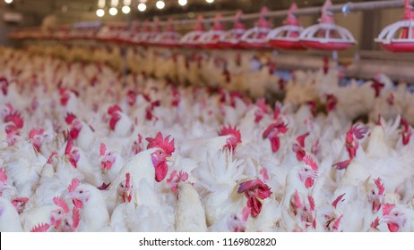 Poultry Farm With Broiler Breeder Chicken. Husbandry, Housing Business For The Purpose Of Farming Meat, White Chicken Farm Feed In Indoor Housing. Live Chicken For Meat, Egg Production Inside Storage