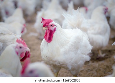 Poultry Farm With Broiler Breeder Chicken. Husbandry, Housing Business For The Purpose Of Farming Meat, White Chicken Farm Feed In Indoor Housing. Live Chicken For Meat, Egg Production Inside Storage