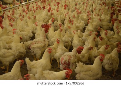 Poultry Farm With Broiler Breeder Chicken