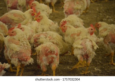 Poultry Farm With Broiler Breeder Chicken