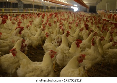 Poultry Farm With Broiler Breeder Chicken