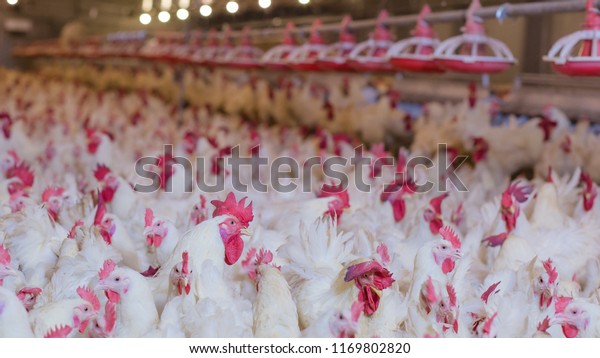 Poultry farm with broiler breeder chicken.\
Husbandry, housing business for the purpose of farming meat, White\
chicken Farm feed in indoor housing. Live chicken for meat, egg\
production inside\
storage