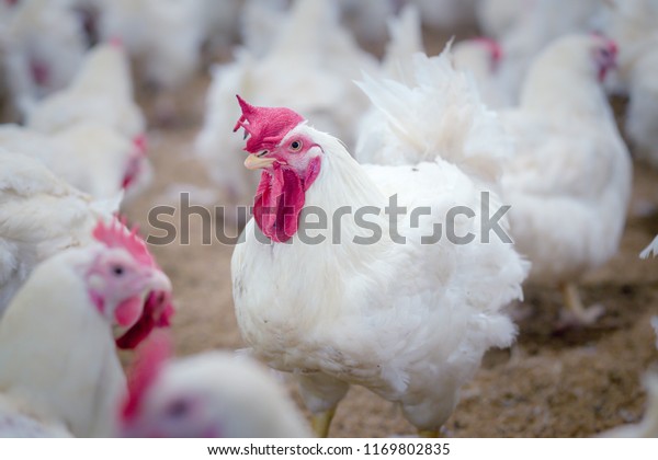 Poultry farm with broiler breeder chicken.\
Husbandry, housing business for the purpose of farming meat, White\
chicken Farm feed in indoor housing. Live chicken for meat, egg\
production inside\
storage