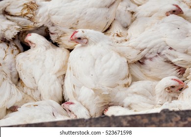 Poultry Farm. Broiler Chickens In A Cage.