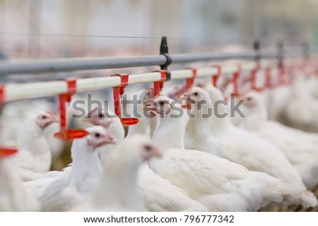 poultry farm with chicken