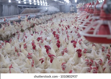 Poultry farm with chicken. Husbandry, housing business for the purpose of farming meat, White chicken Farming feed in indoor housing. Live chicken for meat and egg production inside a storage.
