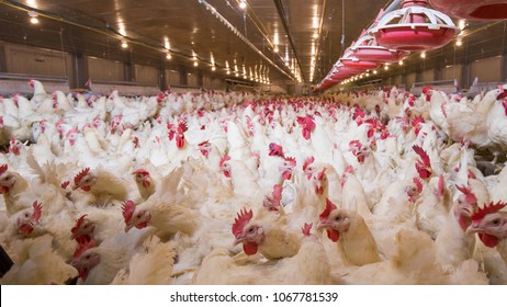 Poultry House Images Stock Photos Vectors Shutterstock