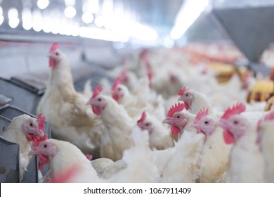 Download Layer Chicken Hd Stock Images Shutterstock