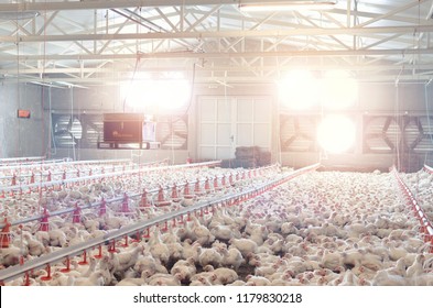 Poultry Farm With Chicken. Husbandry, Housing Business For The Purpose Of Farming Meat, White Chicken Farming Feed In Indoor Housing.