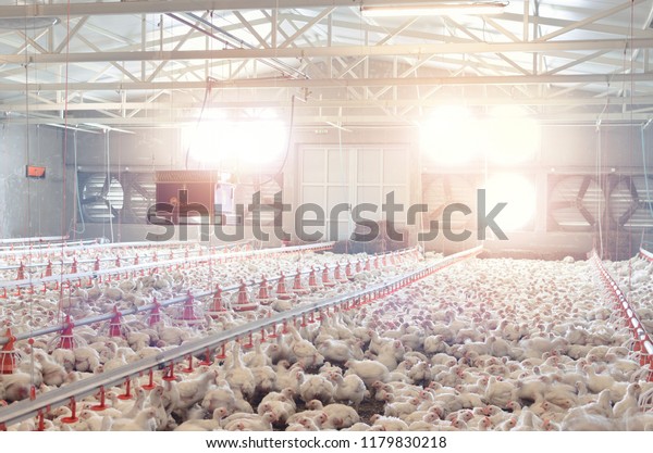 Poultry farm with chicken. Husbandry, housing\
business for the purpose of farming meat, White chicken Farming\
feed in indoor housing.