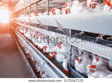 Poultry farm, chickens sit in open-air cages and eat mixed feed, on conveyor belts lie hen's eggs, modern farming, the sun