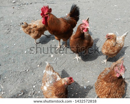 Similar – hen races Animal