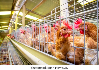 Poultry farm hens and eggs, aviary