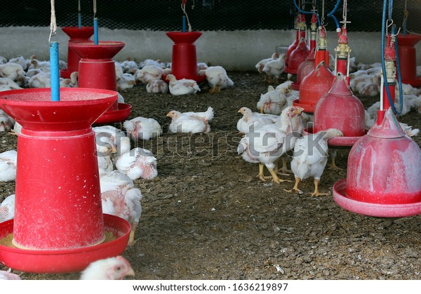 Poultry Farm Nagpur Maharashtra India Stock Photo 1636219897 | Shutterstock