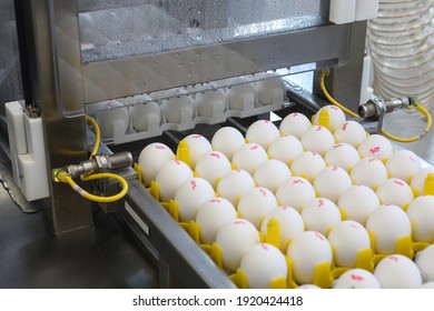  Poultry farm for the production of eggs. Workers in protective suits lay eggs for the flu vaccine. Influenza vaccine production