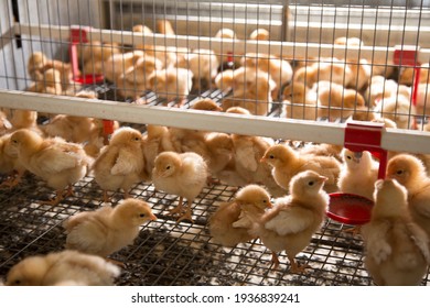 Poultry farm where newly hatched chicks are raised - Shutterstock ID 1936839241
