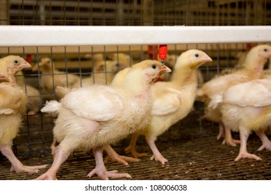 Baby Chicken Poultry Farm Stock Photo (Edit Now) 422743633