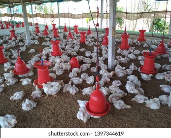 Poultry Farming In Rural India