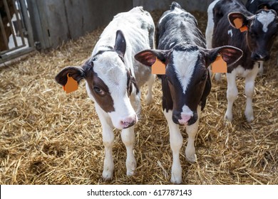 49,159 Cow and house Images, Stock Photos & Vectors | Shutterstock