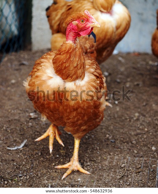 Poultry Naked Neck Pullet Hen Stock Photo Shutterstock