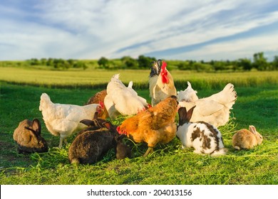 Poultry and rabbits eating grass together 