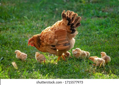 Poultry in a rural yard. Hen and chickens in a grass in the village against sun photos. Gallus gallus domesticus. Poultry organic farm. Organic farming. Sustainable economy. Natural farming. 