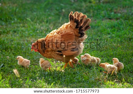 Poultry in a rural yard. Hen and chickens in a grass in the village against sun photos. Gallus gallus domesticus. Poultry organic farm. Organic farming. Sustainable economy. Natural farming. 