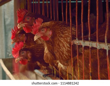 Poultry Urban Farming, Addis Ababa, Ethiopia, 15 June 2018