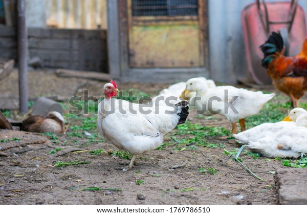 Poultry Yard Naked Neck Breed Chicken Stock Photo Shutterstock