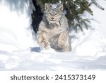 A pouncing Canada lynx in deep snow