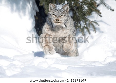 A pouncing Canada lynx in deep snow