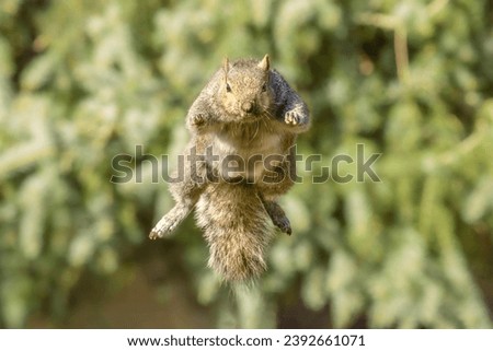 Pouncing towards the viewer, flying through air, Eastern Gray Squirrel (Sciurus carolinensis) mid air leaping from perch. Cute furry North American rodent species, common urban wildlife jumping at you