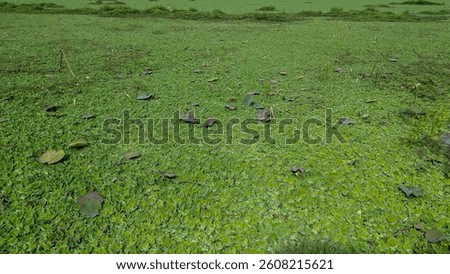 pound full of lotus leafs. it looks like green grassy ground.