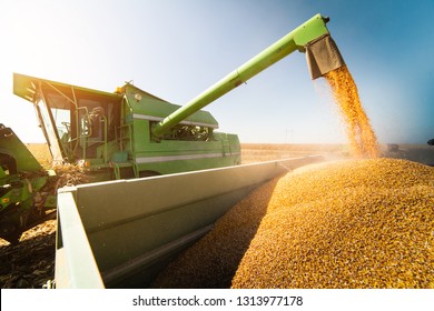 Pouring Corn Grain Into Tractor Trailer After Harvest At Field 