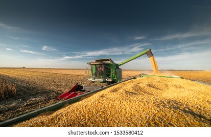 Pouring Corn Grain Into Tractor Trailer After Harvest At Field