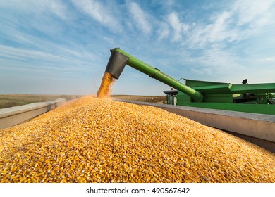 Pouring Corn Grain Into Tractor Trailer After Harvest