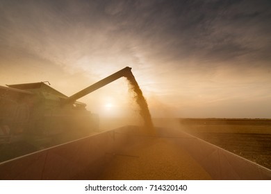 Pouring Corn Grain Into Tractor Trailer After Harvest